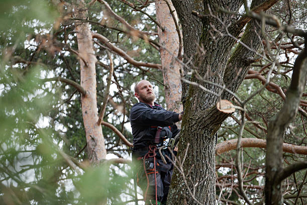 Best Emergency Tree Removal  in Pierce, CO